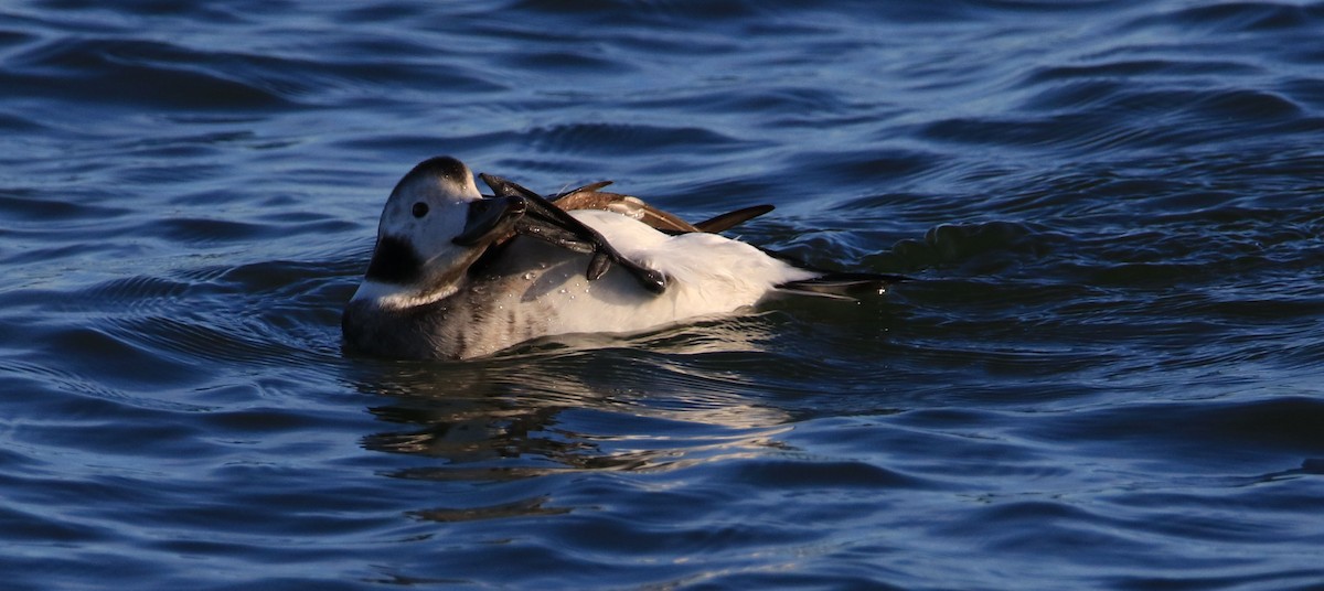 Long-tailed Duck - Jeff Holmes