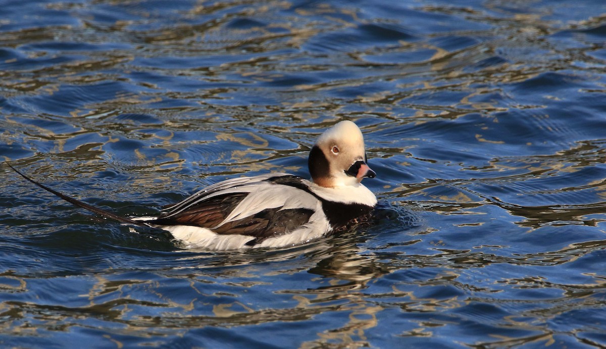 Long-tailed Duck - Jeff Holmes