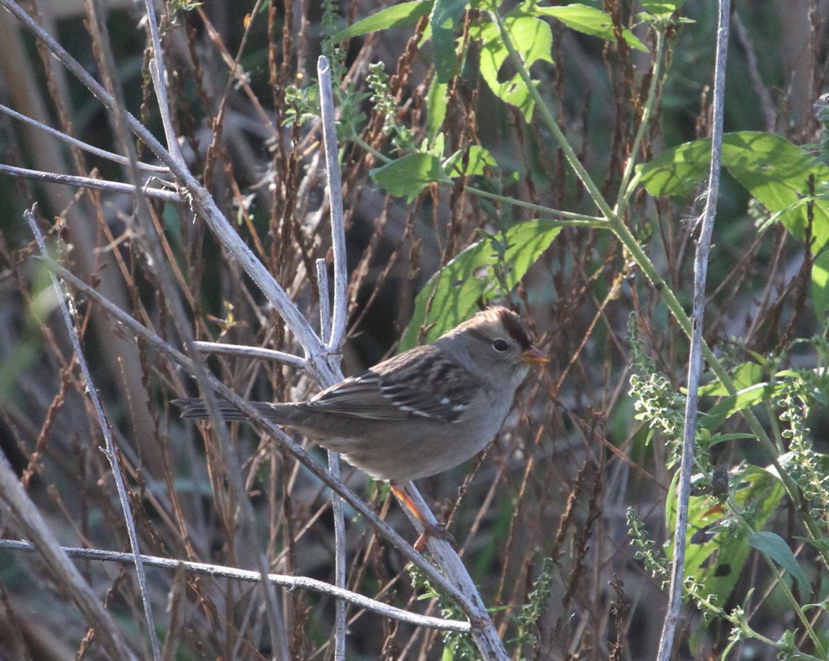 White-crowned Sparrow - Jean Suplick