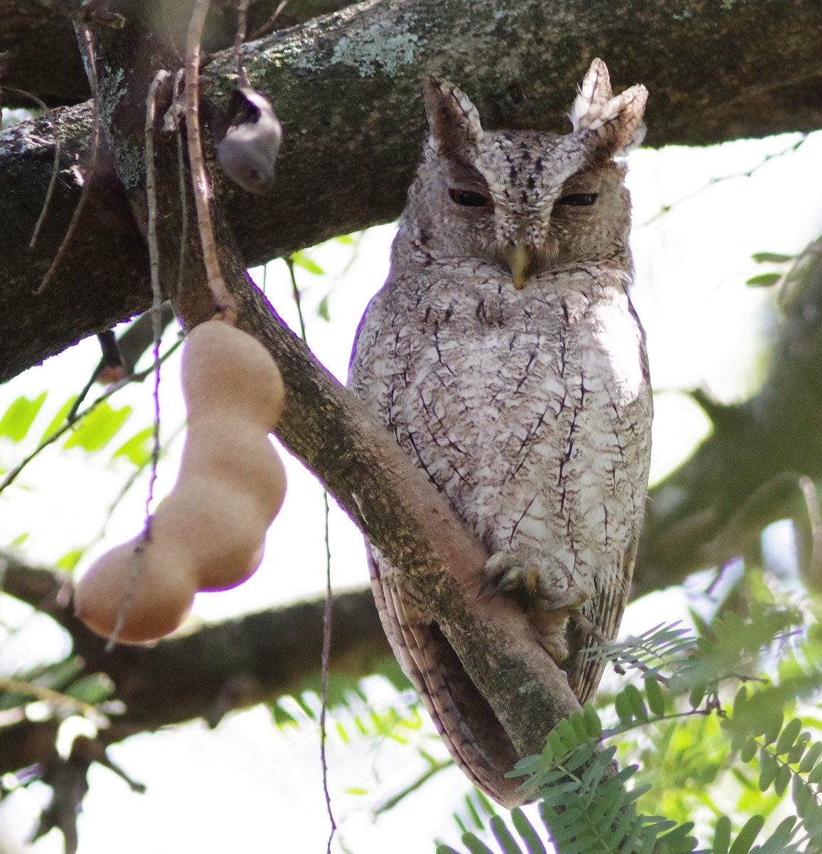 Pacific Screech-Owl - Anthony Lang