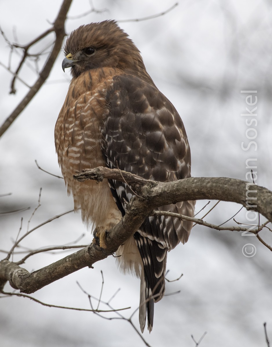 Red-shouldered Hawk - Norman Soskel