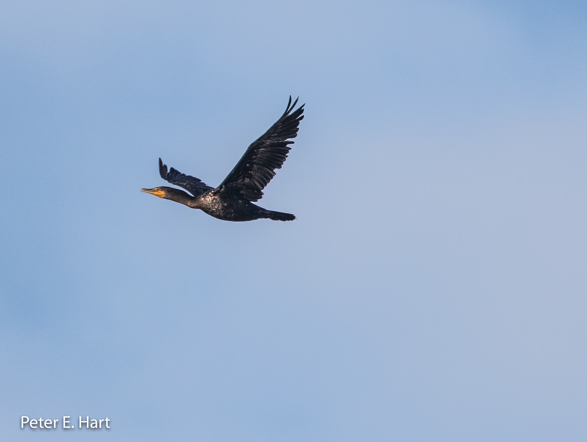 Double-crested Cormorant - Peter Hart