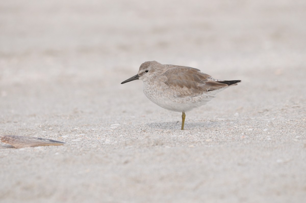 Red Knot - ML131780081