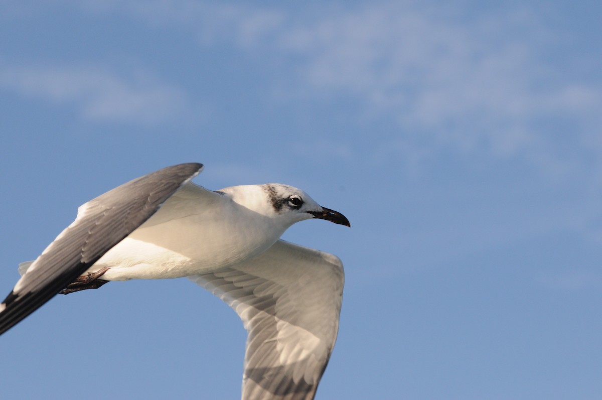 Laughing Gull - Max  Chalfin-Jacobs