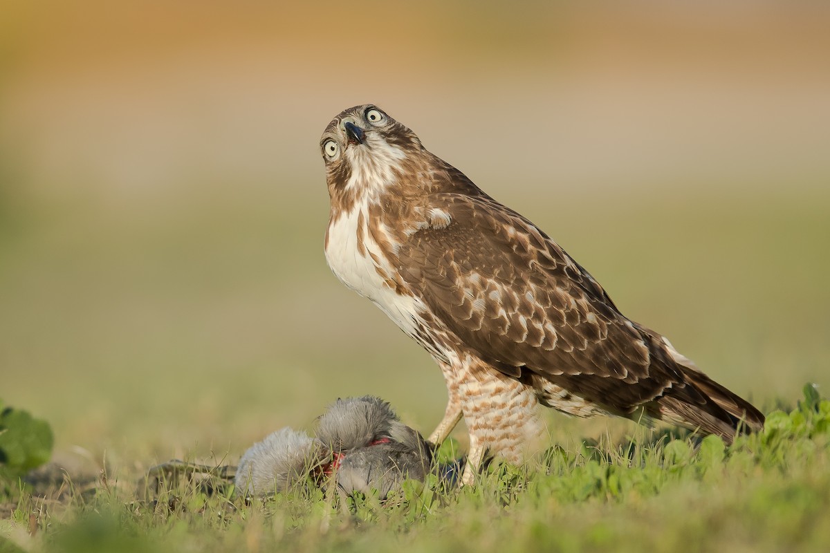 Red-tailed Hawk - Dorian Anderson