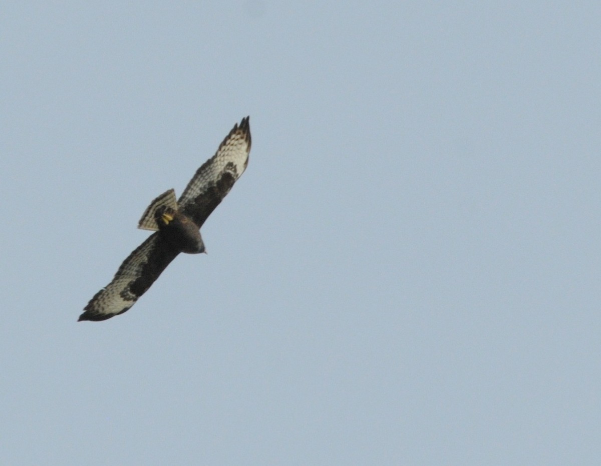 Short-tailed Hawk - Max  Chalfin-Jacobs