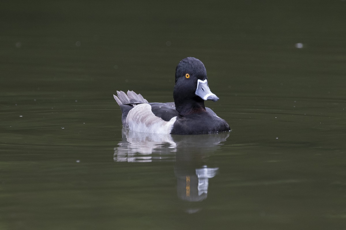 Ring-necked Duck - ML131786261