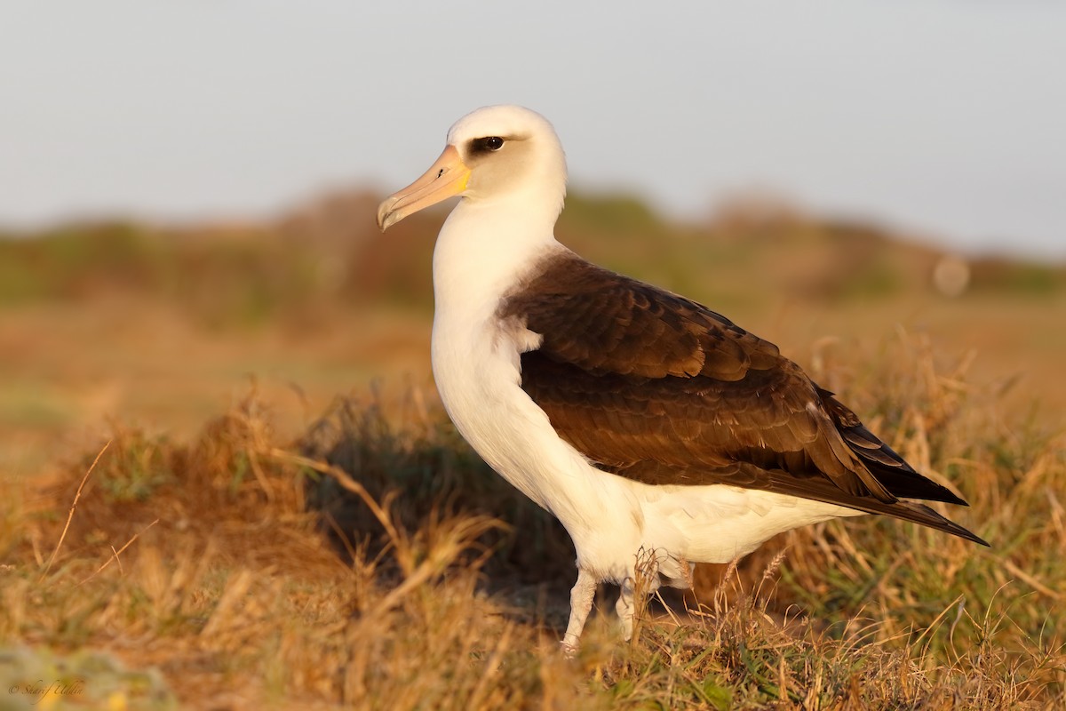 Laysan Albatross - Sharif Uddin