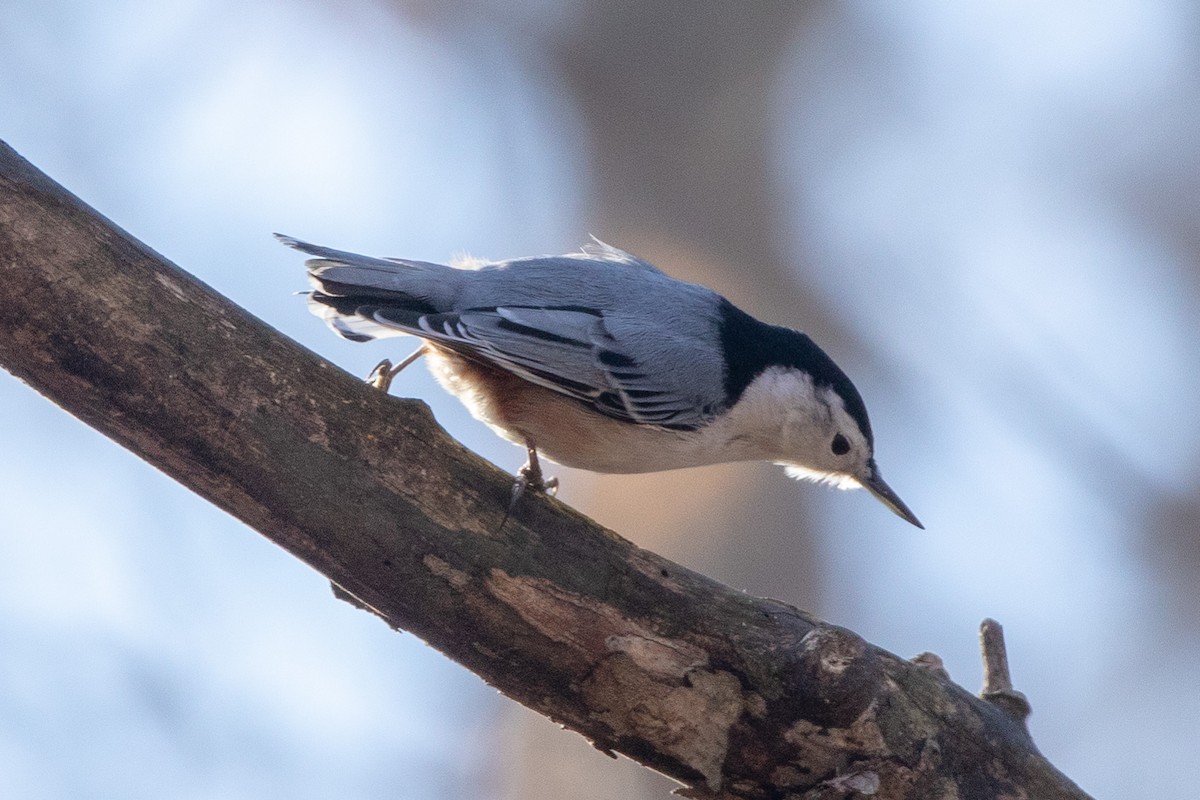 White-breasted Nuthatch - Catherine Webb