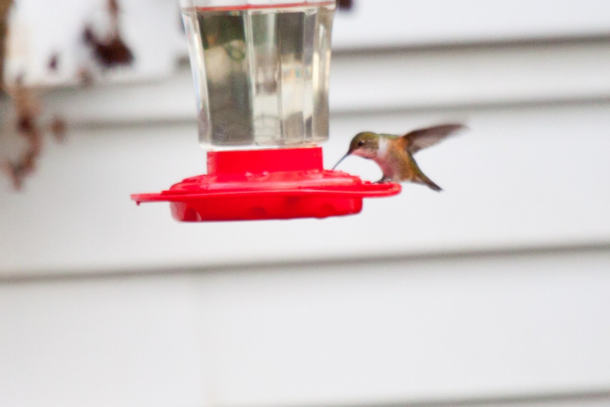 Rufous Hummingbird - Sue Wright