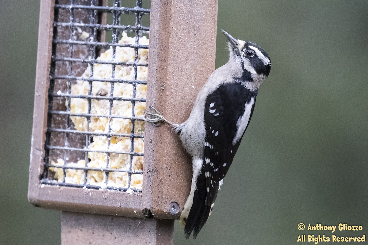 Downy Woodpecker - ML131801161