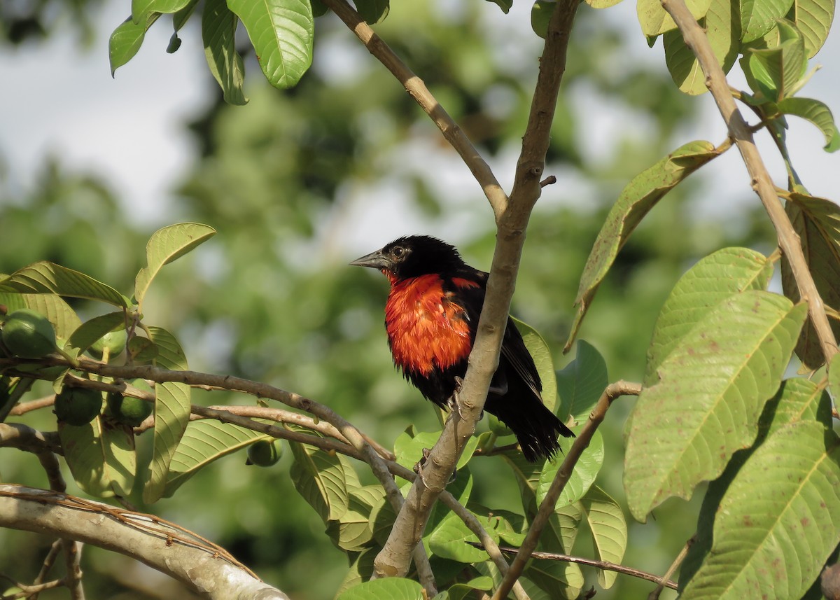 Red-breasted Meadowlark - ML131803671