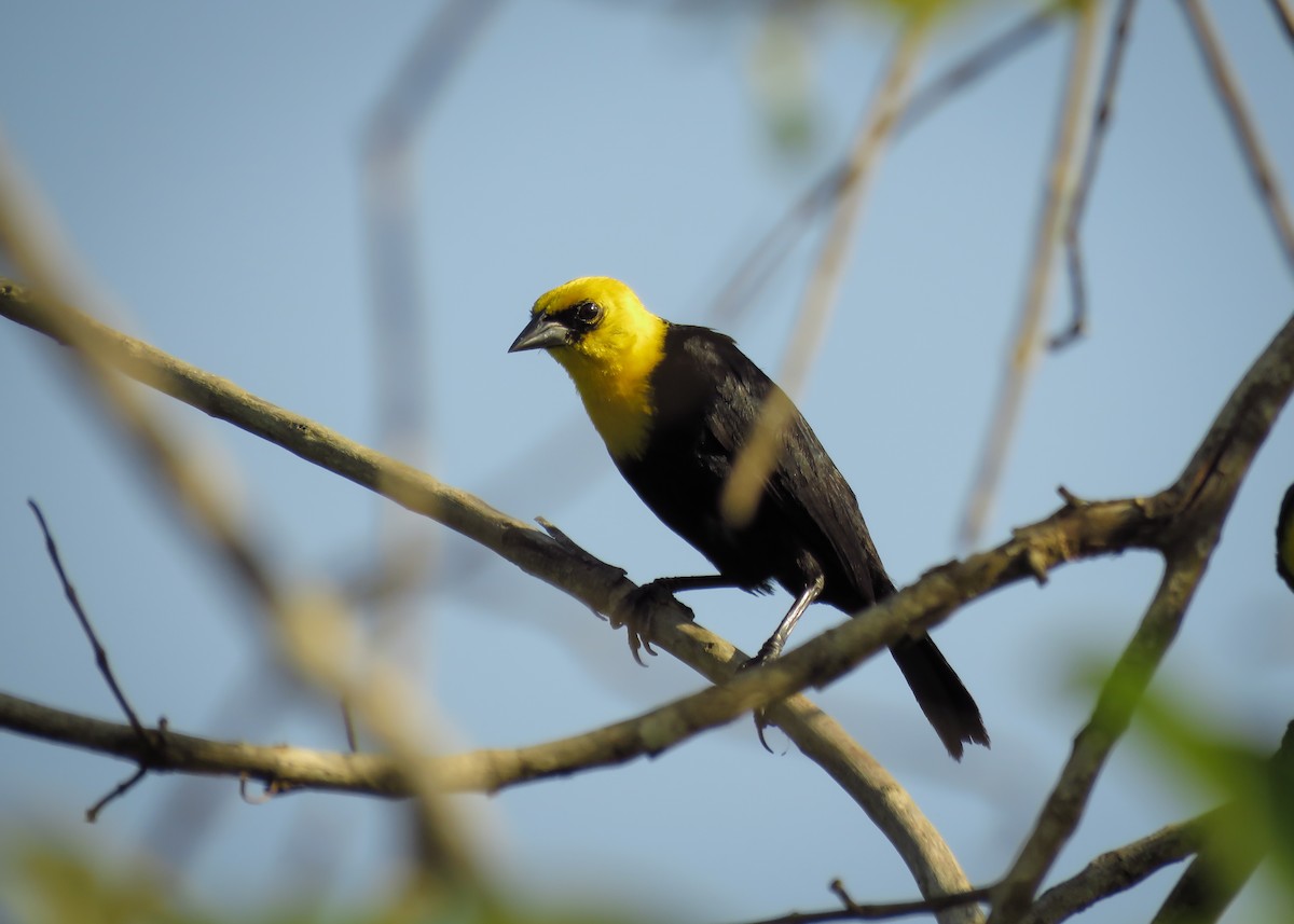 Yellow-hooded Blackbird - ML131803851