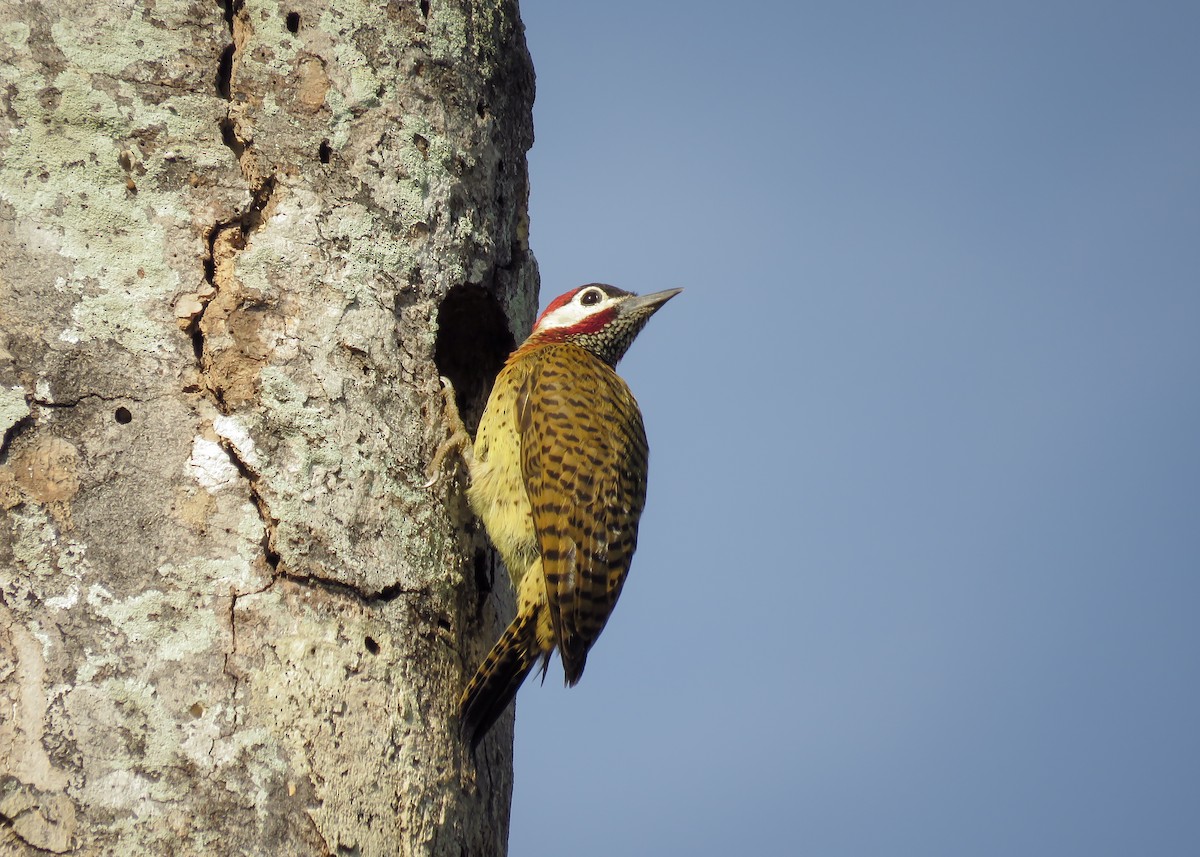 Spot-breasted Woodpecker - ML131804001
