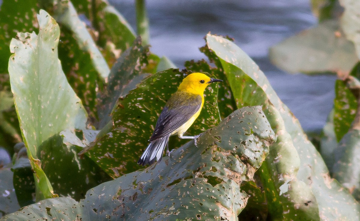 Prothonotary Warbler - ML131805261