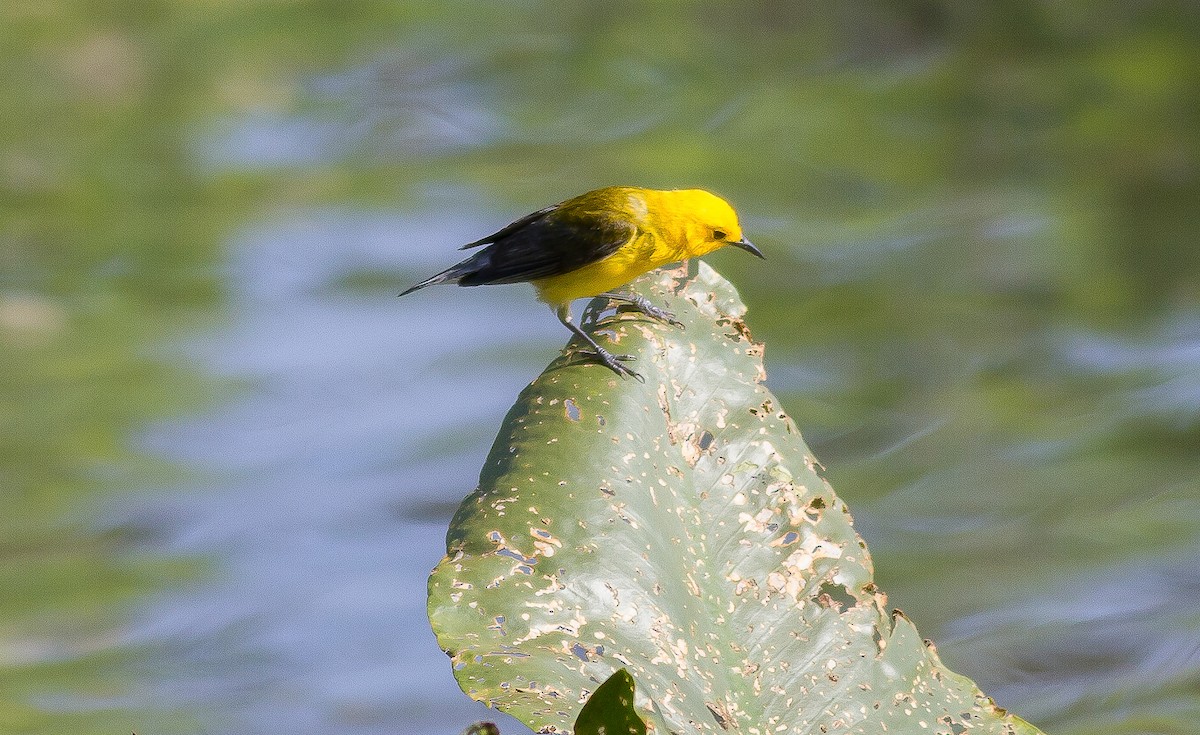 Prothonotary Warbler - ML131805271