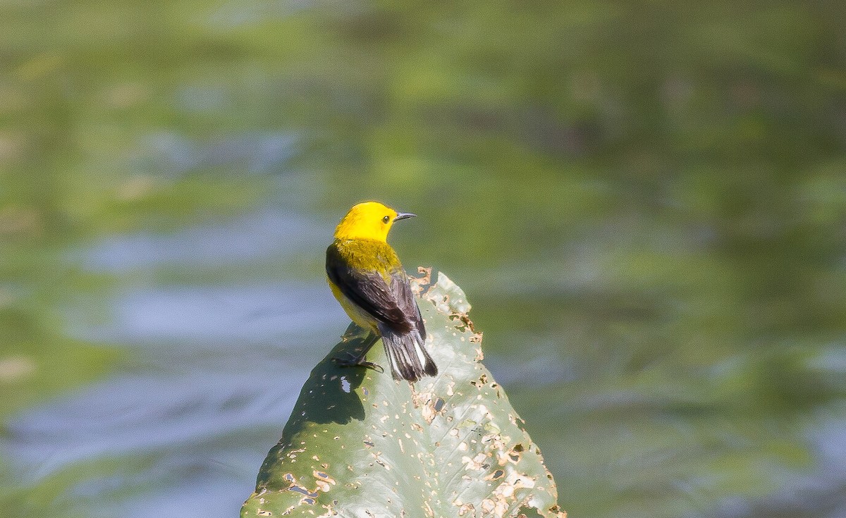 Prothonotary Warbler - ML131805281