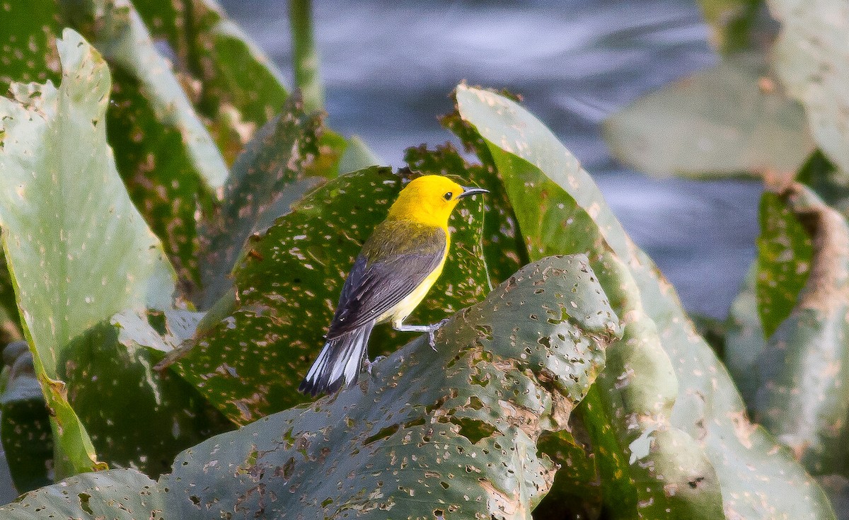 Prothonotary Warbler - ML131805291