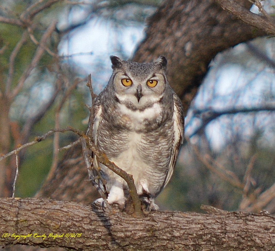 Great Horned Owl - ML131805341