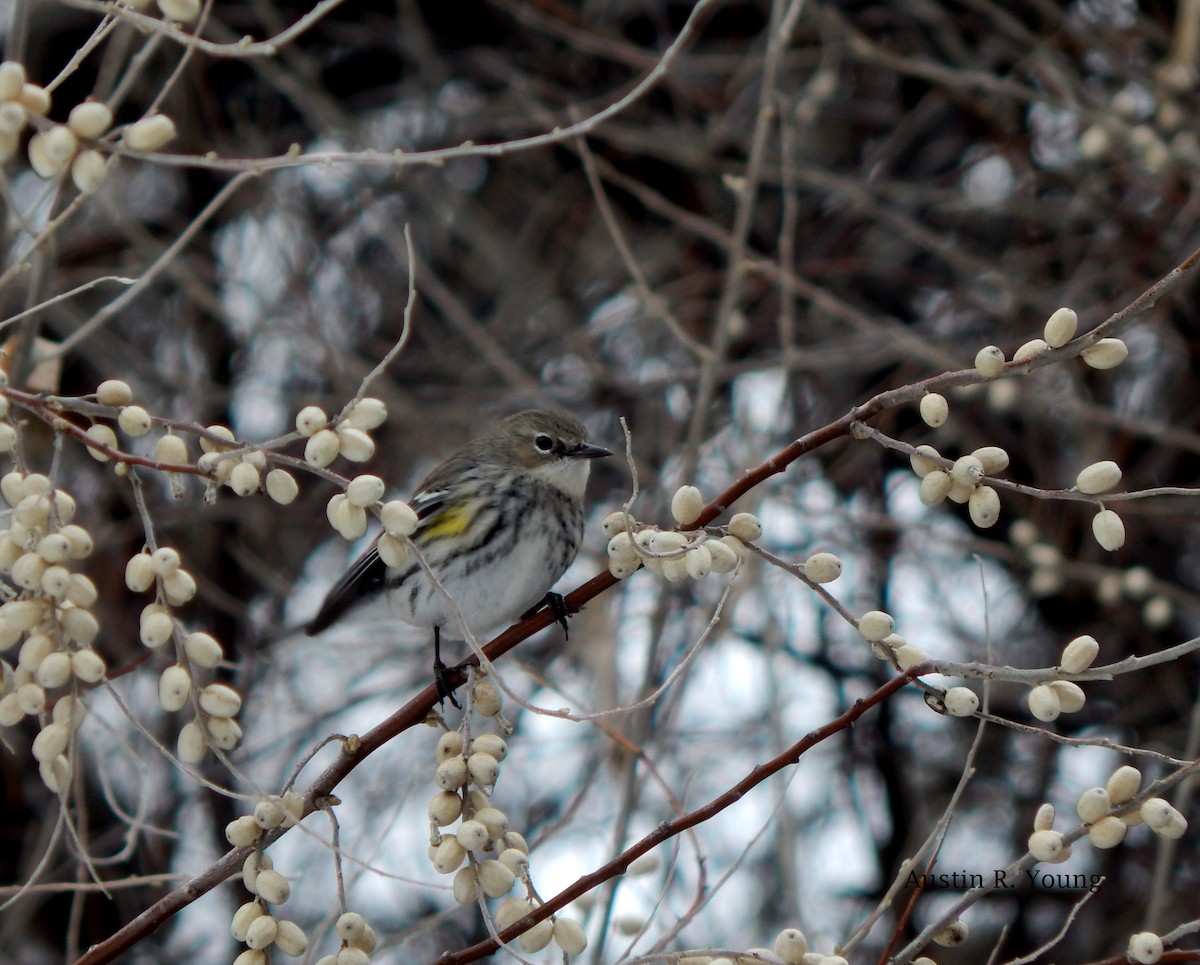 Yellow-rumped Warbler (Myrtle) - Austin Young