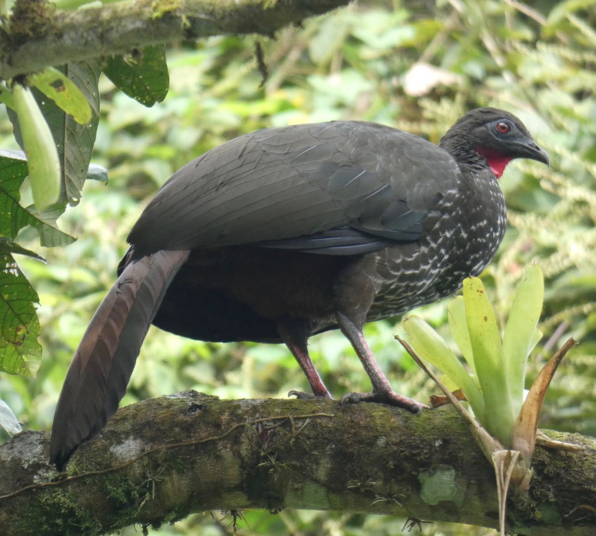 Crested Guan - Gary Byerly