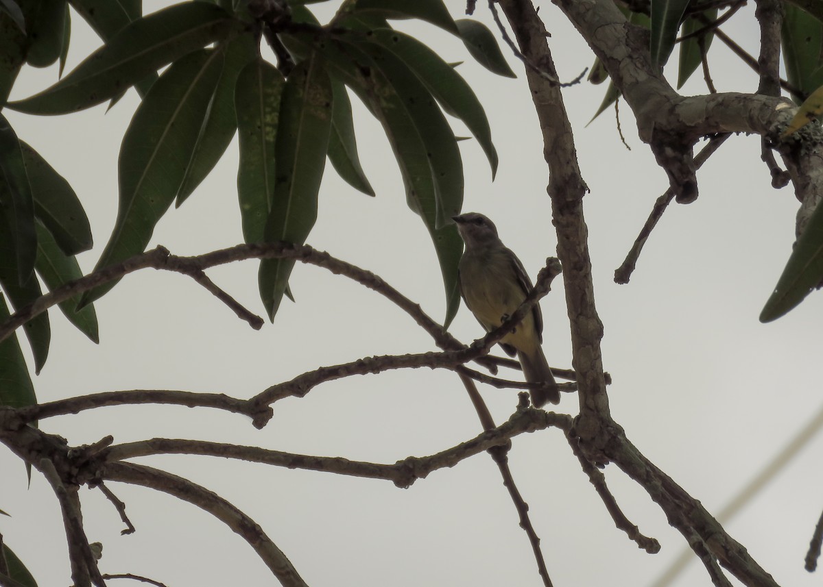 Yellow-crowned Tyrannulet - ML131806451