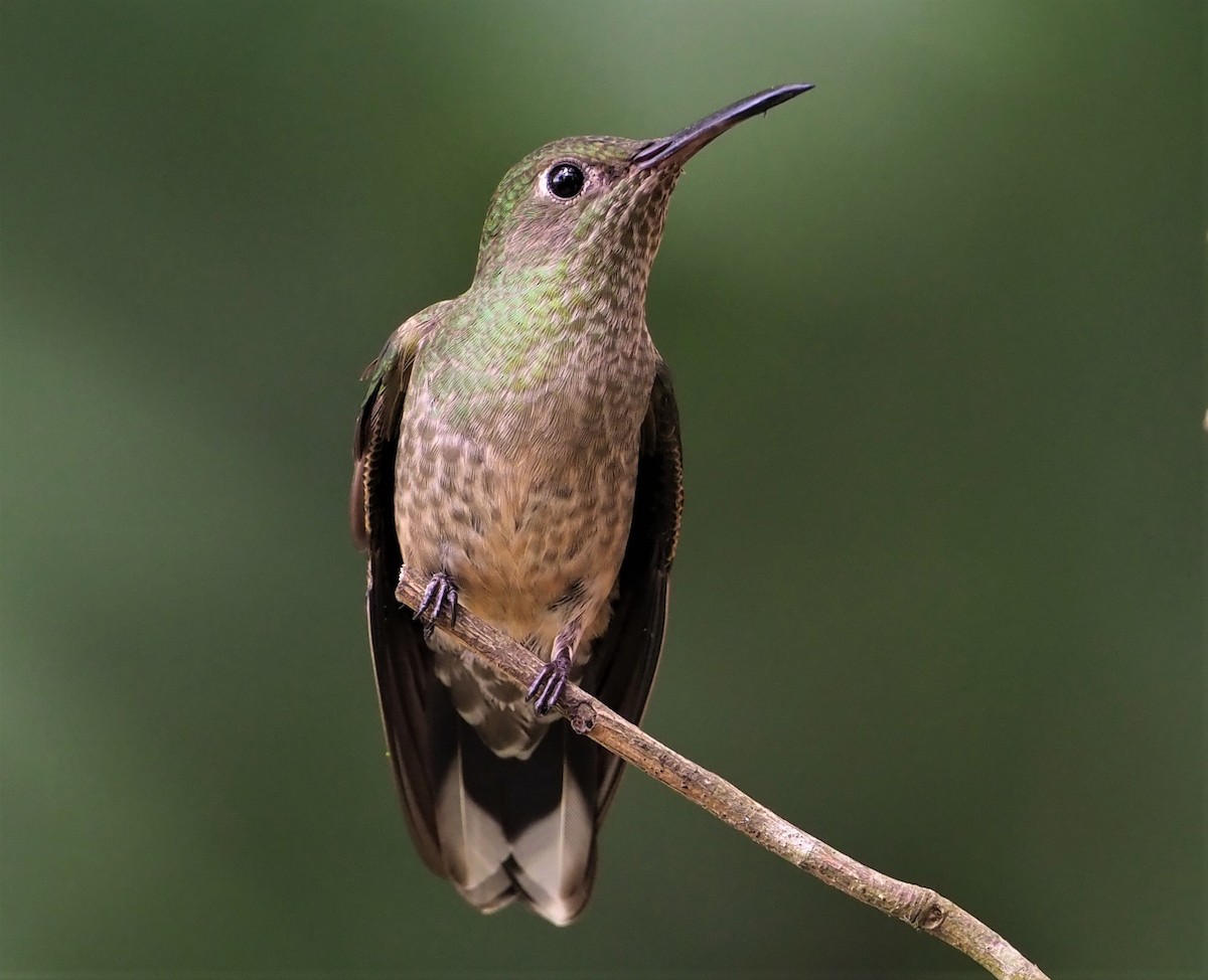 Scaly-breasted Hummingbird - ML131806781
