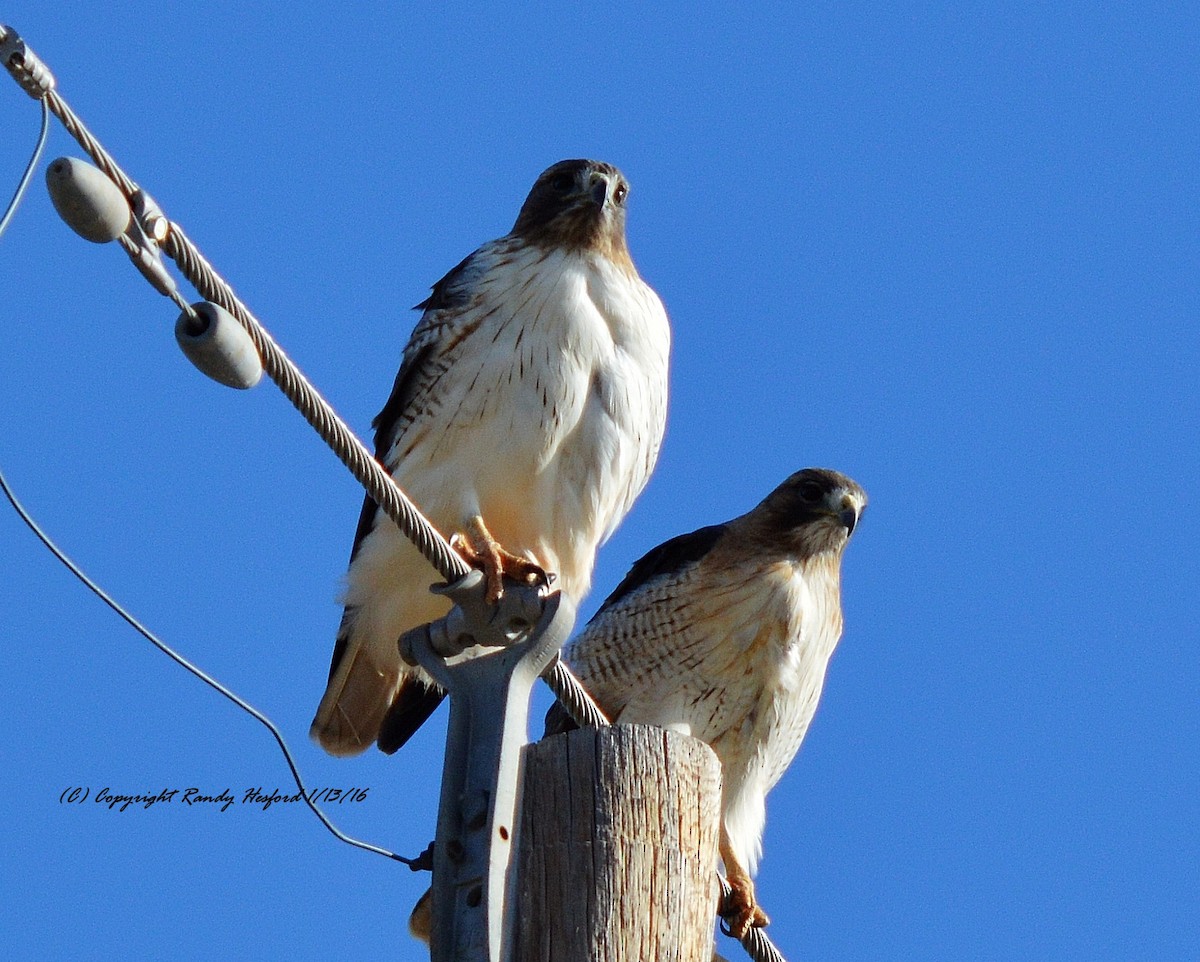 Red-tailed Hawk - ML131807281