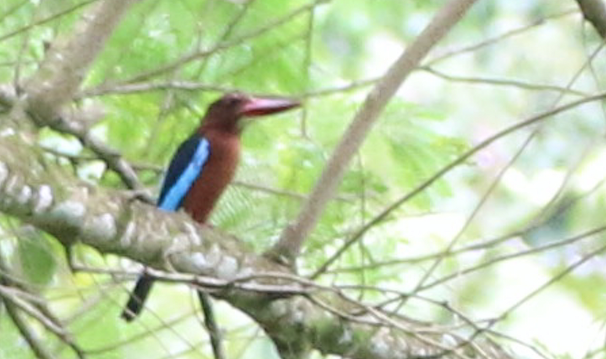 Brown-breasted Kingfisher - ML131810301