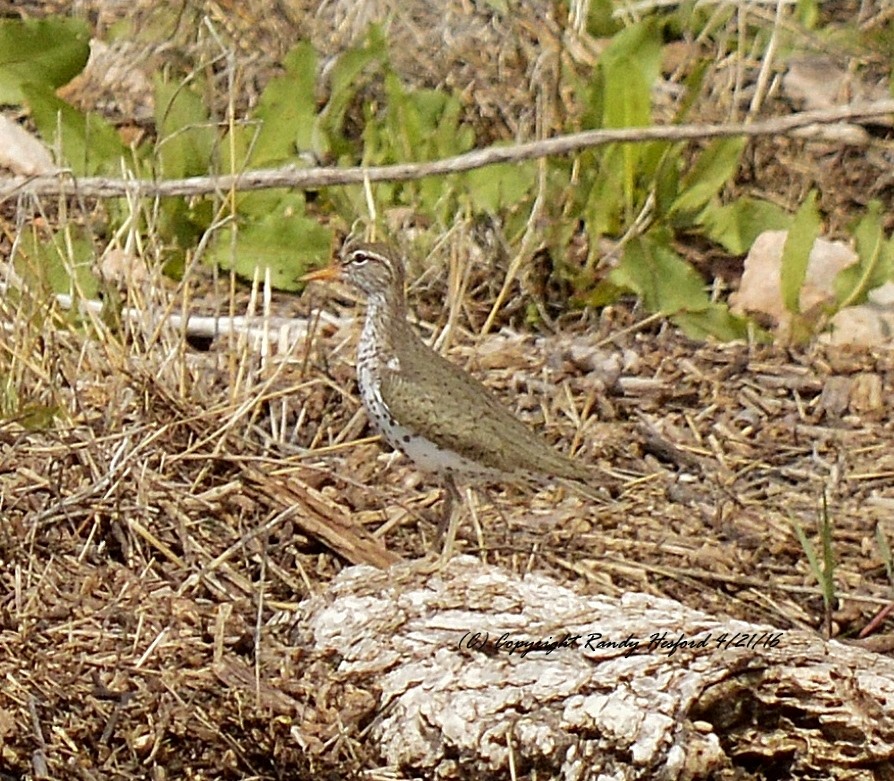 Spotted Sandpiper - Randy Hesford