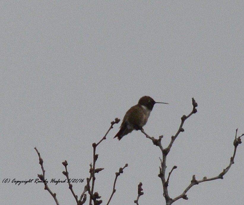Black-chinned Hummingbird - ML131812261