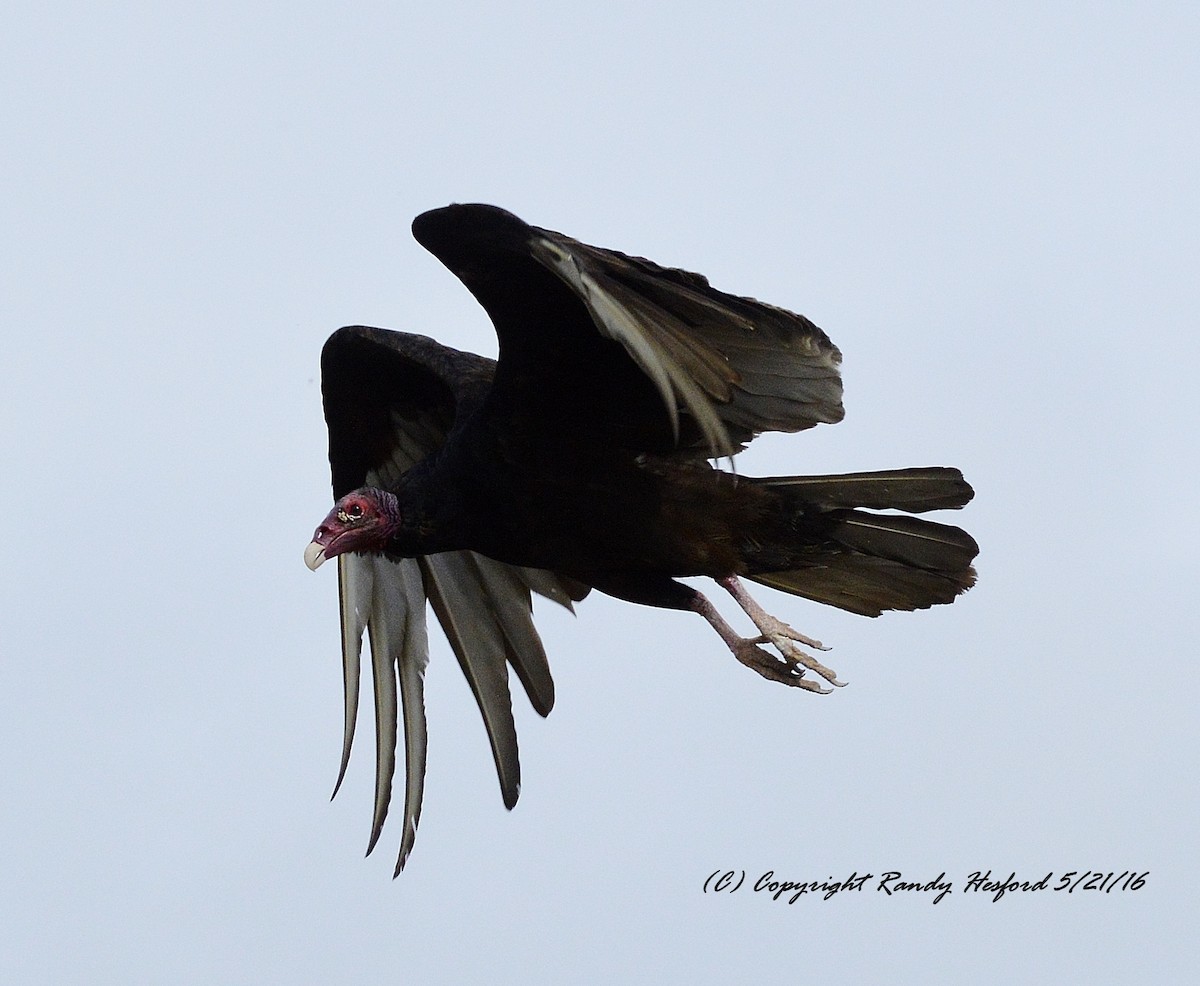 Turkey Vulture - ML131812361