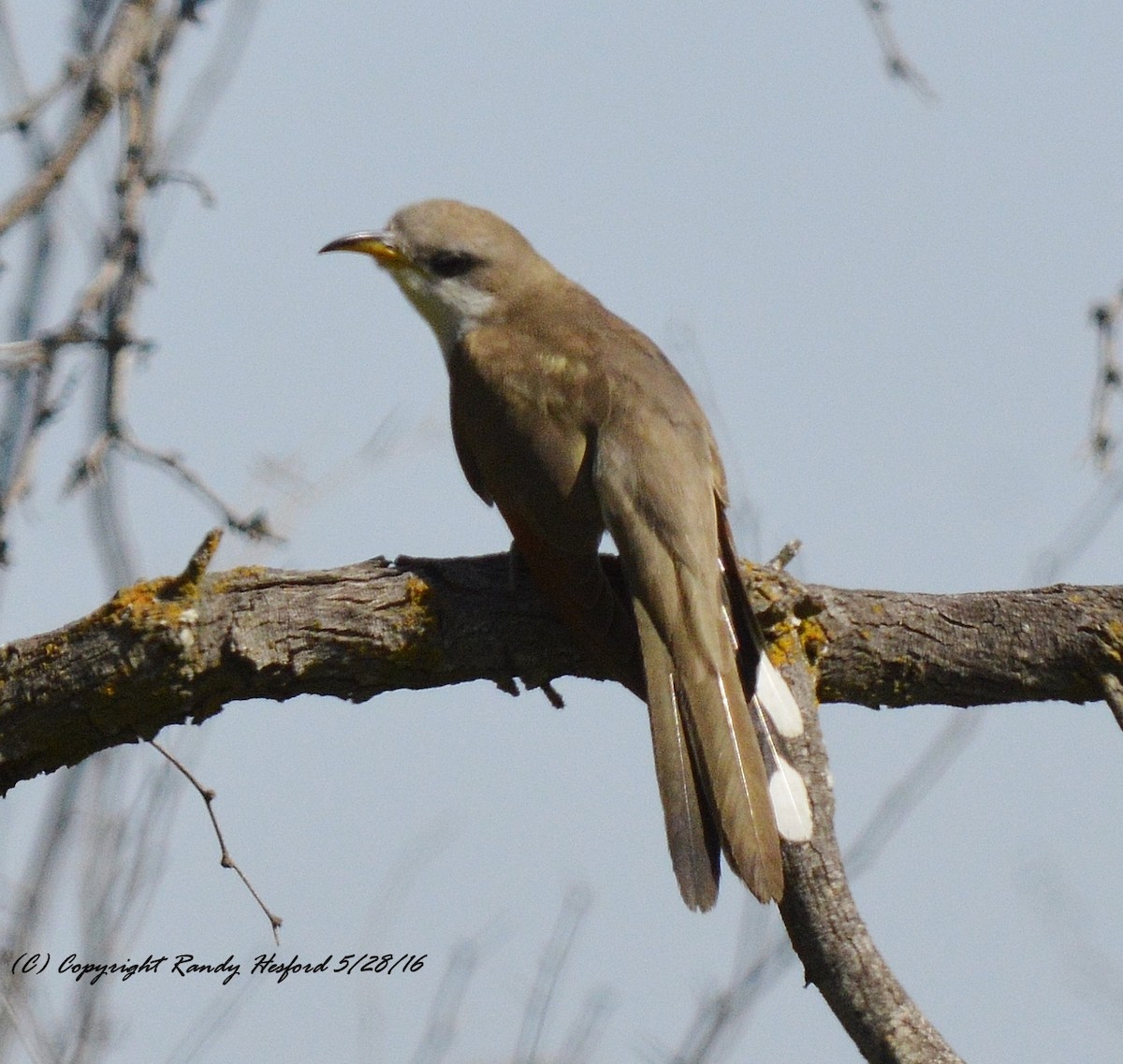 Yellow-billed Cuckoo - ML131812831