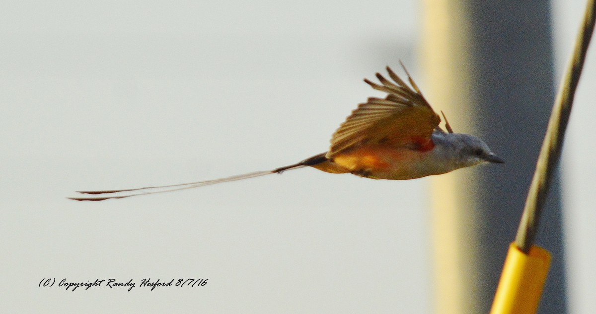 Scissor-tailed Flycatcher - ML131814881