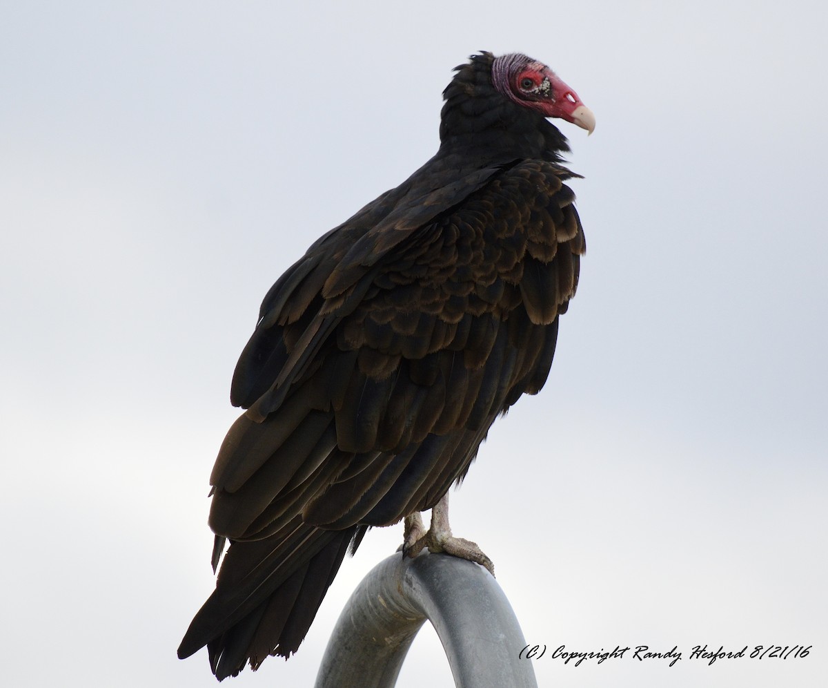Turkey Vulture - ML131815251