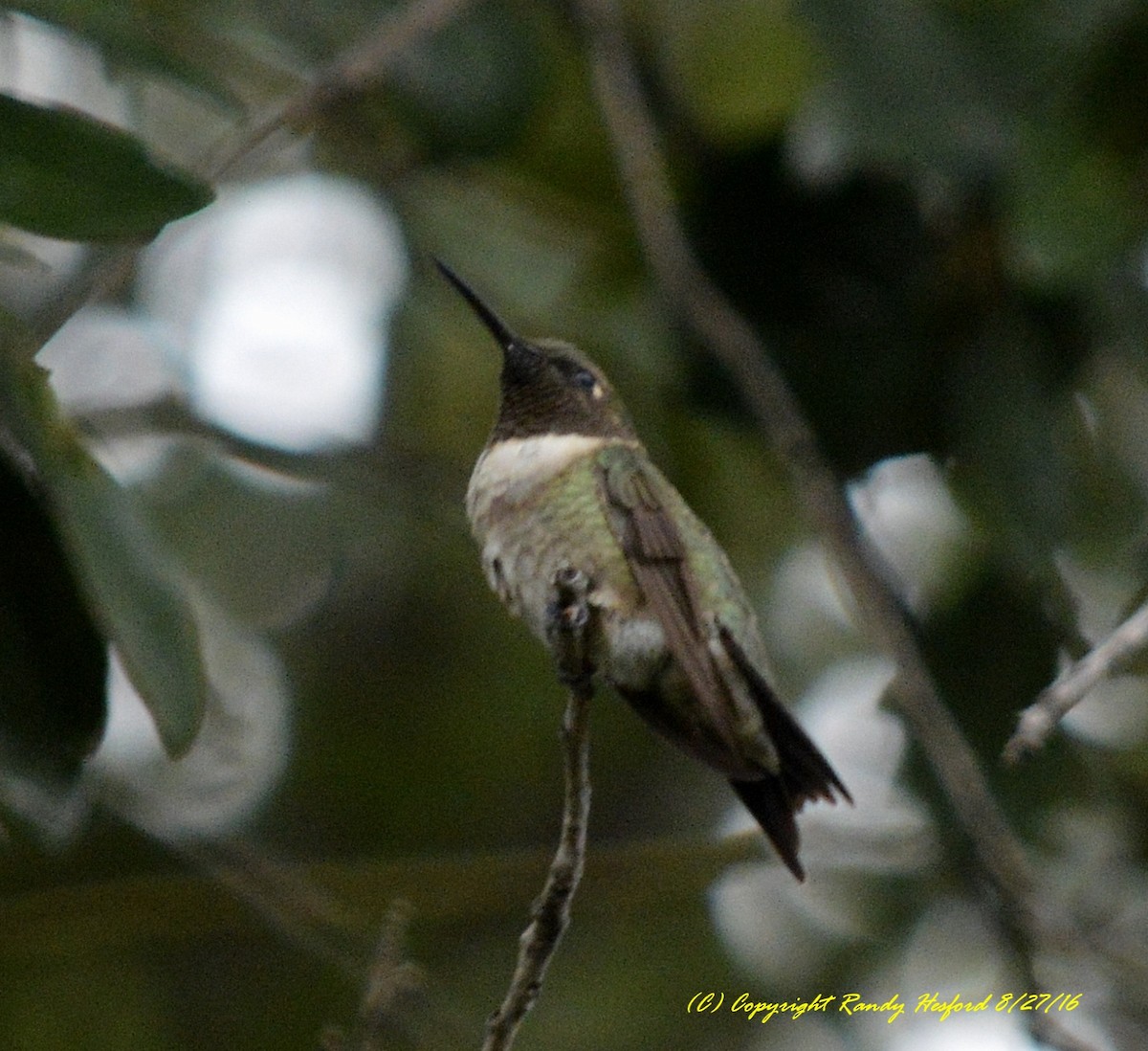 Ruby-throated Hummingbird - ML131816531