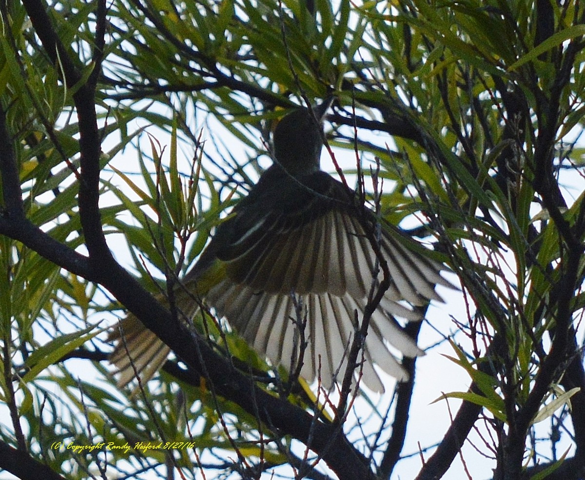 Great Crested Flycatcher - ML131816581