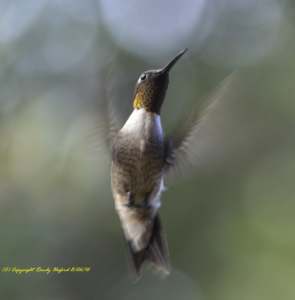 Ruby-throated Hummingbird - ML131816661