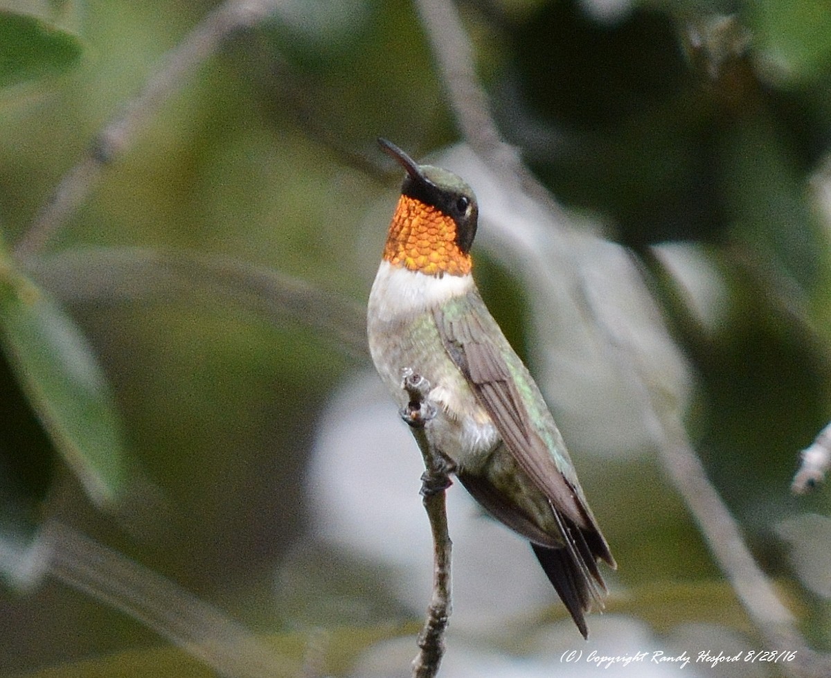 Ruby-throated Hummingbird - ML131816751