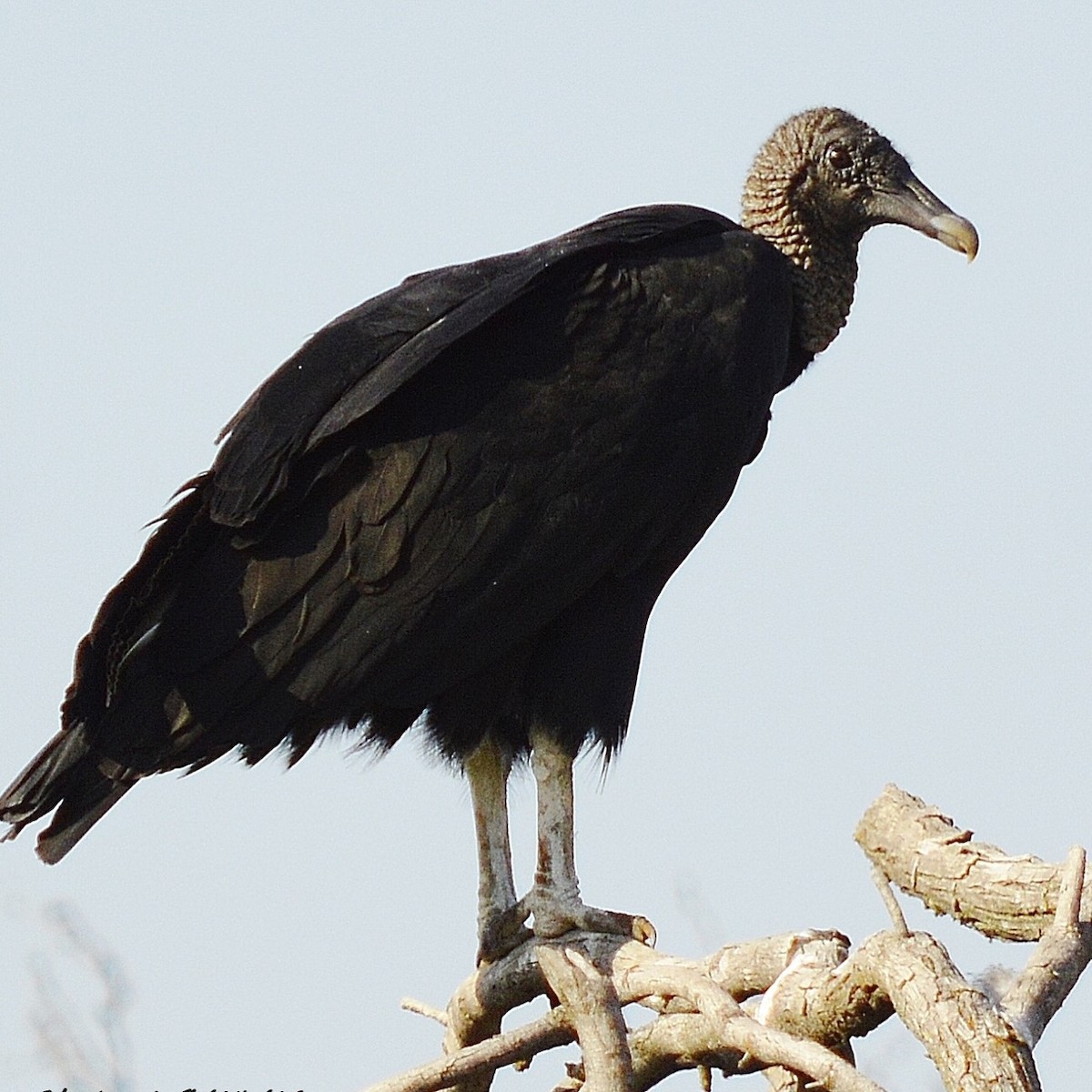 Black Vulture - ML131817631