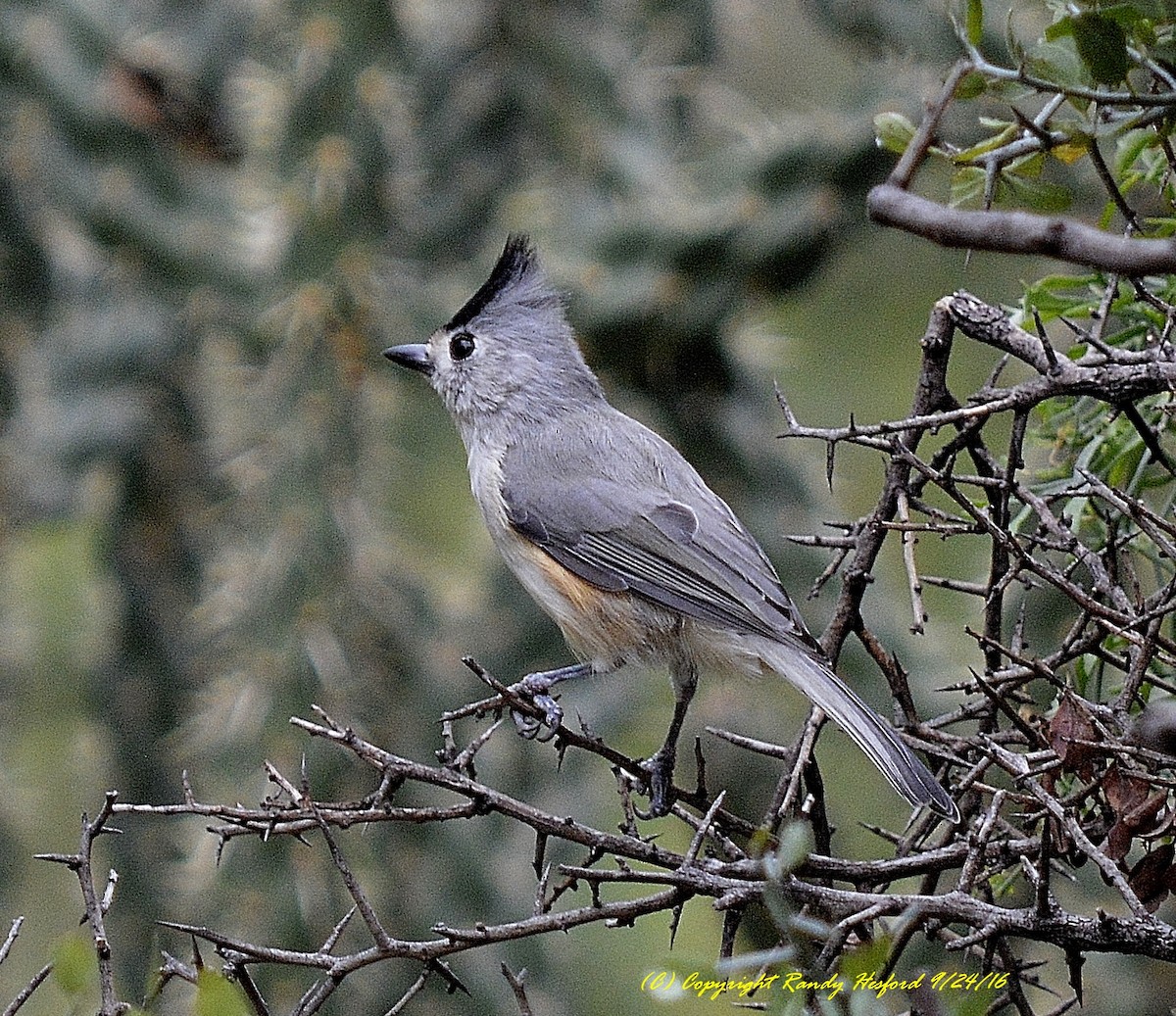 Black-crested Titmouse - Randy Hesford