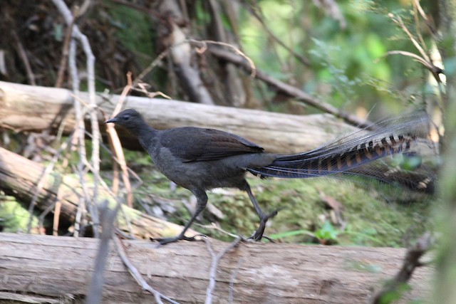 Superb lyrebird, I just love the little mohawk thing that's…