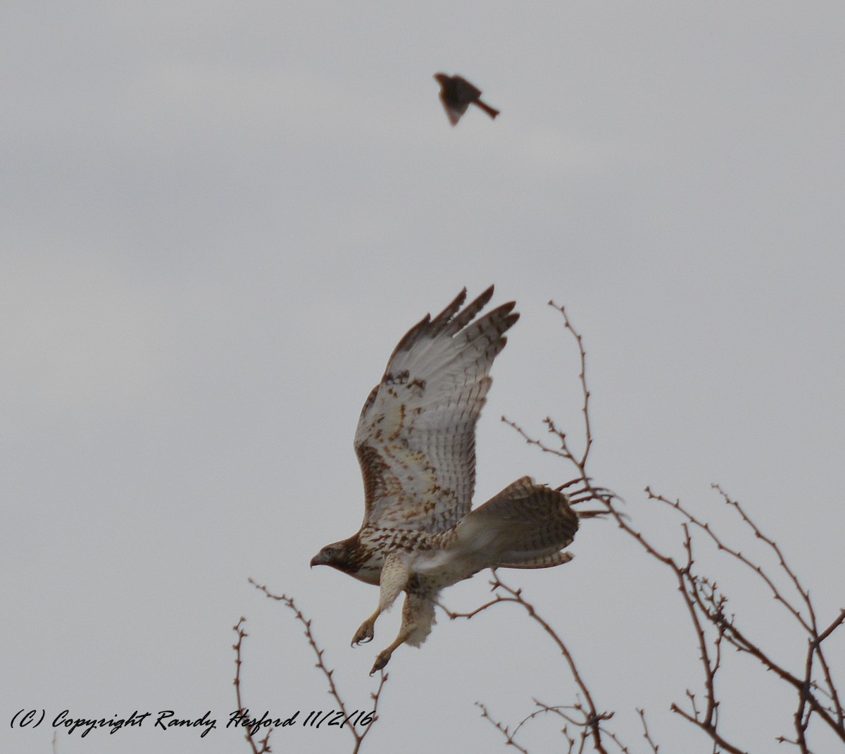 Red-tailed Hawk - ML131823901