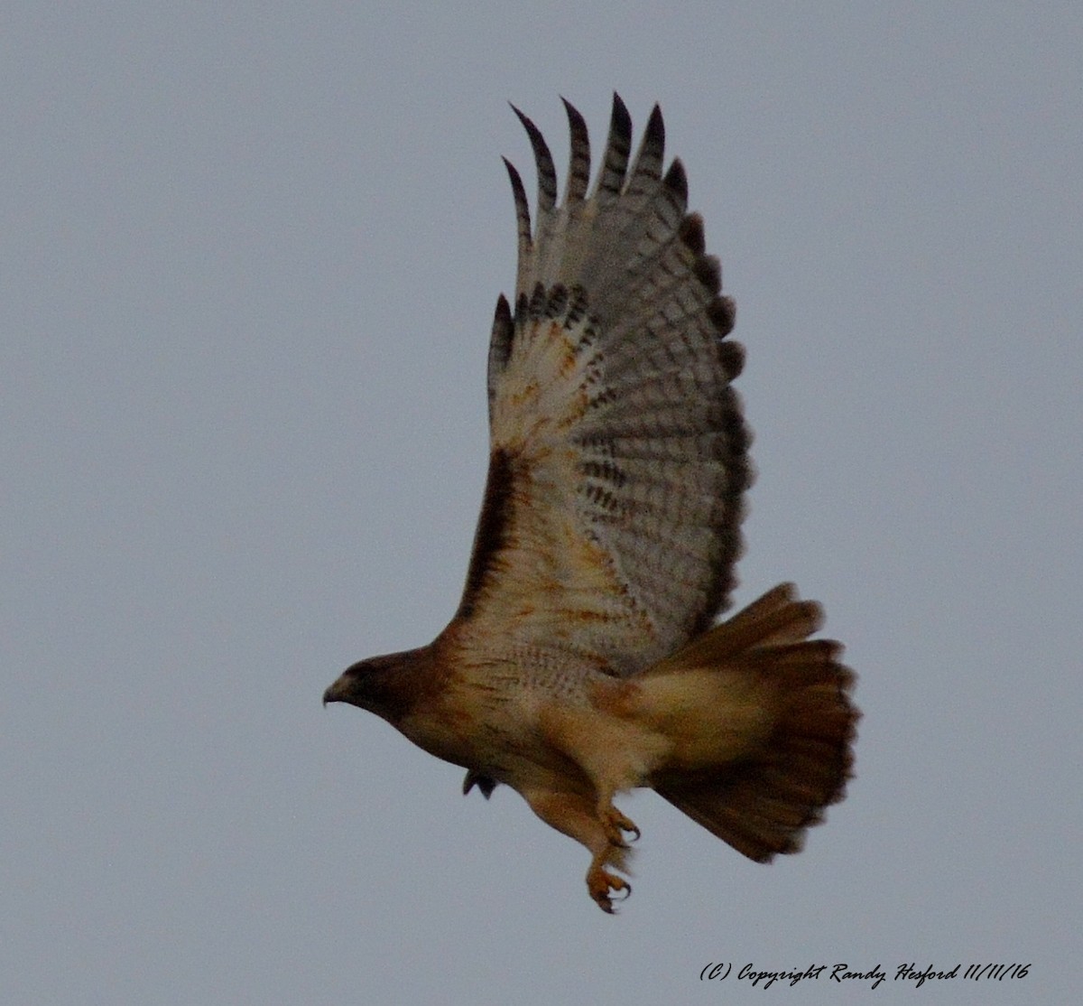 Red-tailed Hawk - ML131824821