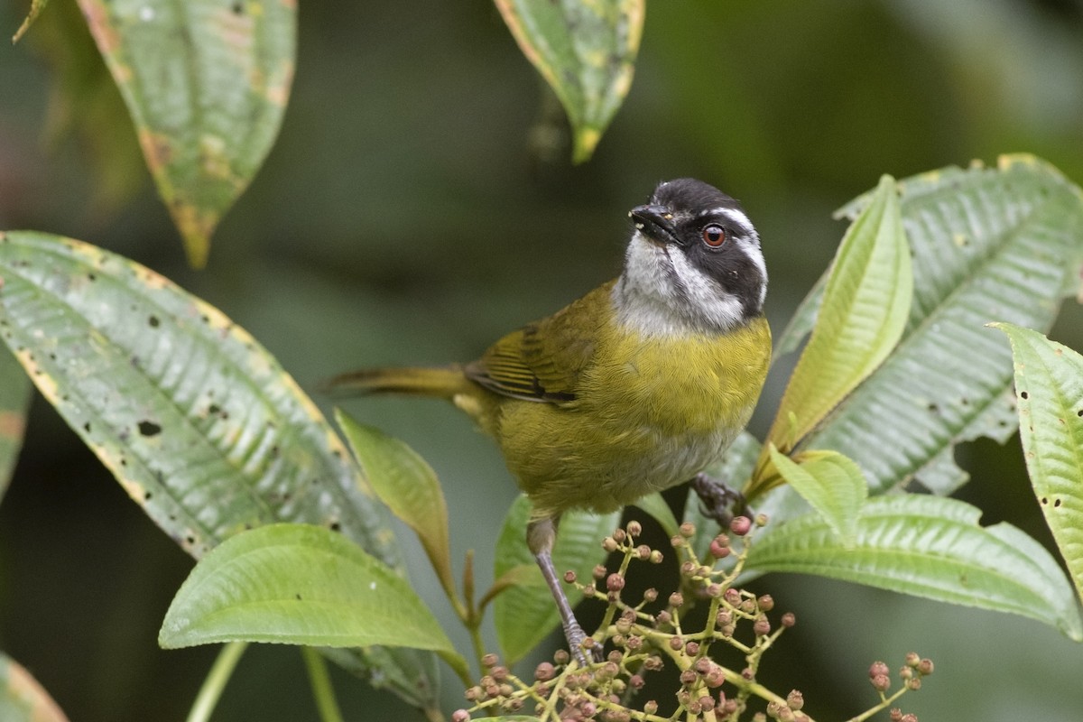 Sooty-capped Chlorospingus - ML131826251