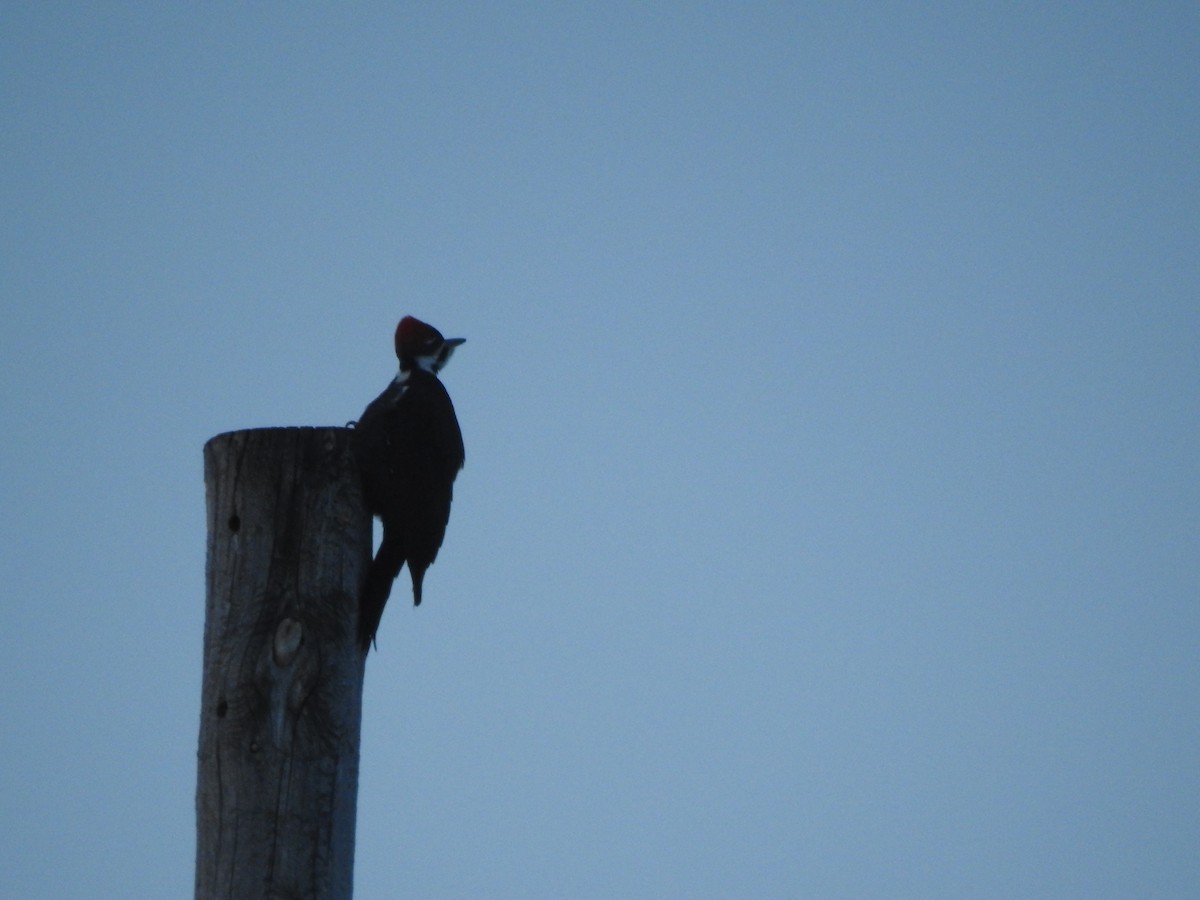Pileated Woodpecker - ML131828251