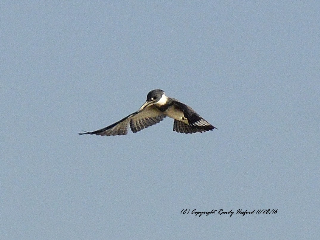 Belted Kingfisher - ML131828581