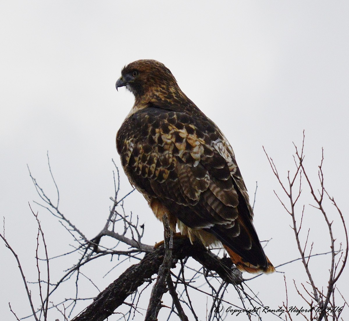 Red-tailed Hawk - ML131829351