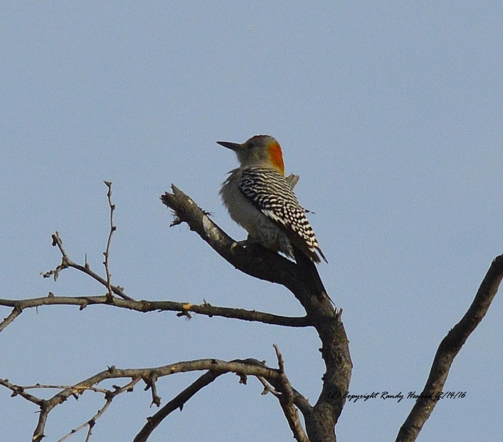 Golden-fronted Woodpecker - ML131830981