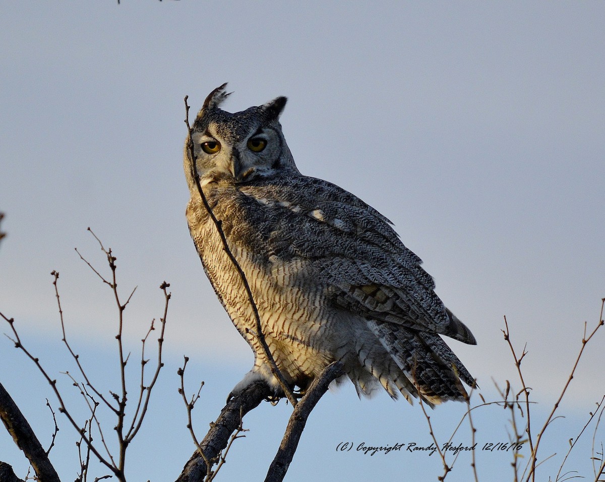 Great Horned Owl - ML131831491